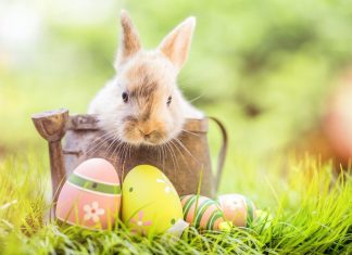 175+ Unique Happy Easter Greetings to Share with Loved Ones