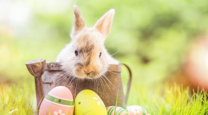 175+ Unique Happy Easter Greetings to Share with Loved Ones