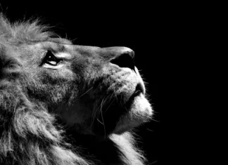 30 documentales de National Geographic espectaculares