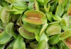 7 carnivorous plants: characteristics, types and care