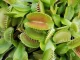 7 carnivorous plants: characteristics, types and care