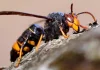 Asian wasp: what it is and the effects of its sting