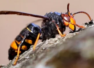 Asian wasp: what it is and the effects of its sting