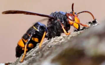Asian wasp: what it is and the effects of its sting