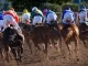 Horse racing: where to watch, how to bet and rules