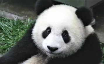 Discover 30 animals on the verge of extinction that you should know as soon as possible