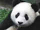 Discover 30 animals on the verge of extinction that you should know as soon as possible