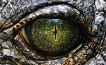 Discover the name of 10 types of dinosaurs that walked the Earth