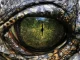Discover the name of 10 types of dinosaurs that walked the Earth