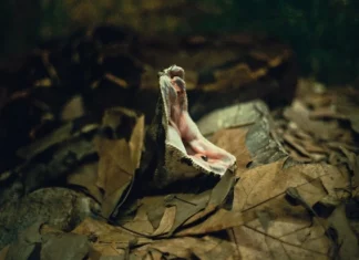 The 13 most poisonous snakes (also in Spain)