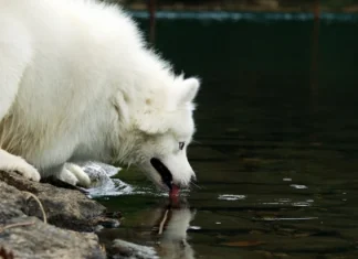 The 10 most expensive dogs in the world