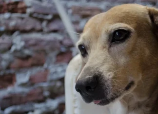 The 500 best names for dogs (male and female)