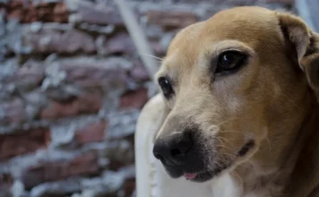 The 500 best names for dogs (male and female)
