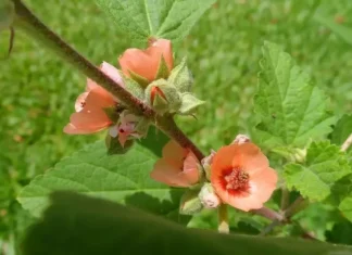 Marshmallow plant: healing properties and effects