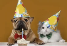 Messages to congratulate a birthday