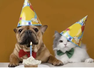 Messages to congratulate a birthday