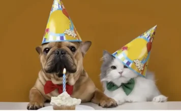 Messages to congratulate a birthday
