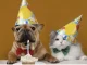 Messages to congratulate a birthday