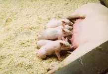 Omnivorous animals: what they are, characteristics and examples