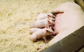 Omnivorous animals: what they are, characteristics and examples