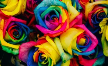 Sexual orientation: what is it and how many types exist