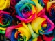 Sexual orientation: what is it and how many types exist