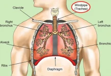 Parts of the trachea, functions and diseases