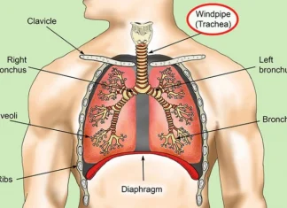 Parts of the trachea, functions and diseases