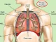 Parts of the trachea, functions and diseases