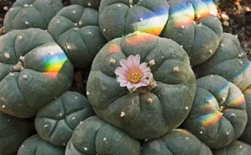 Peyote: what is this plant and its 4 effects