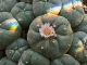 Peyote: what is this plant and its 4 effects