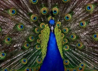 What are fractals and how are they formed in nature?