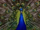 What are fractals and how are they formed in nature?
