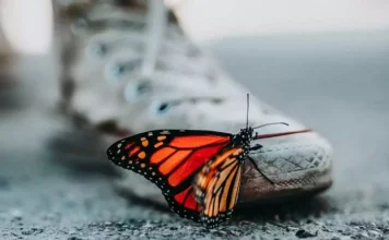 Are insects on the planet becoming extinct?