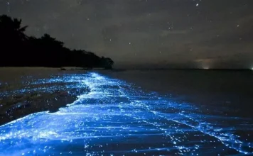 Sea of stars: the water that glows in the dark
