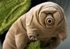 Tardigrades: the only animal capable of living in space