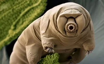 Tardigrades: the only animal capable of living in space