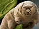 Tardigrades: the only animal capable of living in space