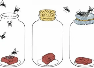 Spontaneous generation theory: a simple explanation