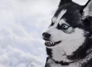 The 15 most dangerous animals in the world