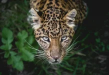 The 25 fastest animals on land, sea and air