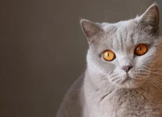 The 500 best names for cats (male and female)