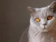 The 500 best names for cats (male and female)