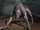 The legend of the chupacabra: what does this myth consist of?