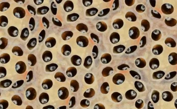 Trypophobia: what it is and 5 images to understand it
