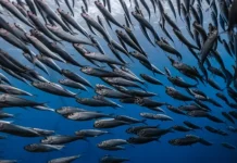 Blue fish diet to return to the top before summer