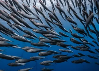 Blue fish diet to return to the top before summer