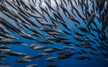 Blue fish diet to return to the top before summer