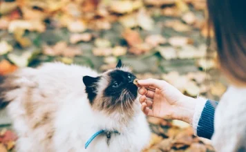 Cats, the breeds best suited to our personality and lifestyle
