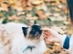 Cats, the breeds best suited to our personality and lifestyle